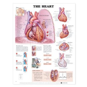 The Heart Anatomical Chart Laminated
