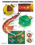 Understanding Cholesterol Anatomical Chart Laminated