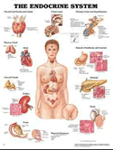 Endocrine System Anatomical Chart Laminated