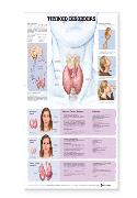 Thyroid Disorders Anatomical Chart Laminated
