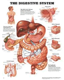 Digestive System Anatomical Chart Laminated