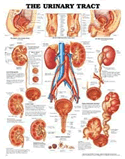 Urinary Tract Anatomical Chart Laminated