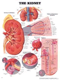 Kidney Anatomical Chart Laminated