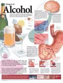 Dangers of Alcohol Anatomical Chart Laminated