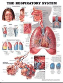 Respiratory System Anatomical Chart Laminated
