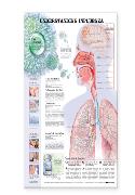 Understanding Influenza Laminated