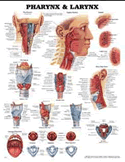 Pharynx & Larynx Anatomical Chart Laminated