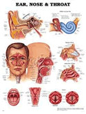 Ear, Nose and Throat Anatomical Chart Laminated