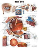 Eye Anatomical Chart Laminated