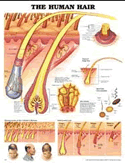 Human Hair Anatomical Chart Laminated