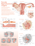 Lippincott Williams & Wilkins Atlas of Anatomy Female Reproductive Organs Chart Laminated