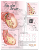 Female Breast Anatomical Chart Laminated