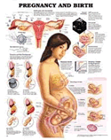 Pregnancy and Birth Laminated