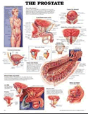 Prostate Anatomical Chart Laminated