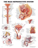 Male Reproductive System Anatomical Chart Laminated