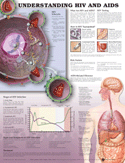 Understanding HIV and AIDS Anatomical Chart Laminated