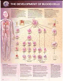 Development of Blood Cells Anatomical Chart Laminated